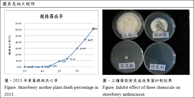 strawberry mother plant death percentage in 2013 and inhibit effect of three chemicals on strawberry anthracnose