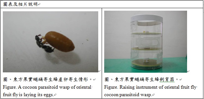 A cocoon parasitoid wasp of oriental fruit flynis laying eggs and raising instrument of oriental fruit fly cocoon parasitoid wasp
