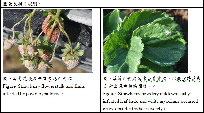 strawberry flowersstalk and fruits infected by powdery mildew and strawberry powdery mildew usually infected leaf back and white mycelium occurred on external leaf when severely