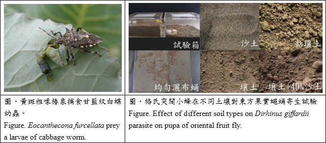 eocanthecona furcellata prey a larvae of cabbage worm and effect of different soil types on Dirhinus giffardii parasite on pupa of oriental fruit fly
