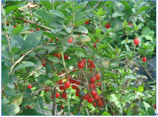 wolfberry ( Lycium chinense Miller) plant