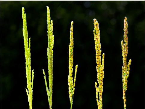 Fig. 2. Panicle of 「Miaoli No. 1」 (right) and Nortai (left), respectively.