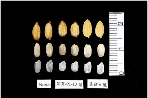 Fig. 3. Grain, brown rice and milled rice of 「Miaoli No. 1」 (middle), Nortai (left), and TK6 (right), respectively.
