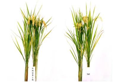 Fig. 4. Plant type of 「Miaoli No. 2」 (left) and TK9 (right), respectively.