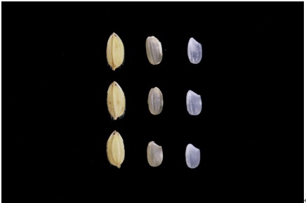 Fig. 5. Grain, brown rice and milled rice of 「Miaoli No. 2」 from left to right.