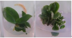 Bud growth of Red Apple (left) and Magic (right) on 1/4 MS + BA 3mgL-1