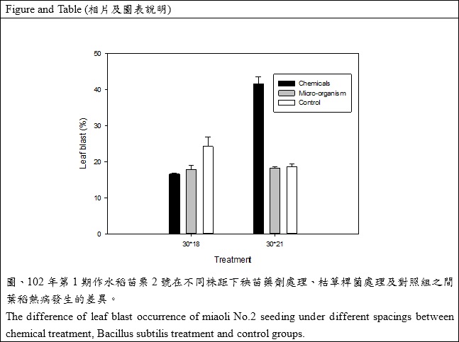 the difference of leaf blast occurrence of miaoli No.2 seeding under different spacings between chemical treatment, Bacillus subtilis treatment and control groups