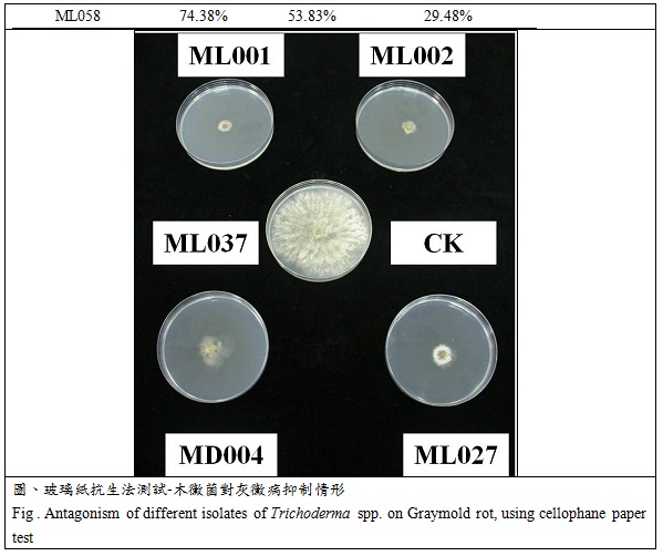antagonism of different isolates of trichoderma spp on graymold rot using cellophane paper test