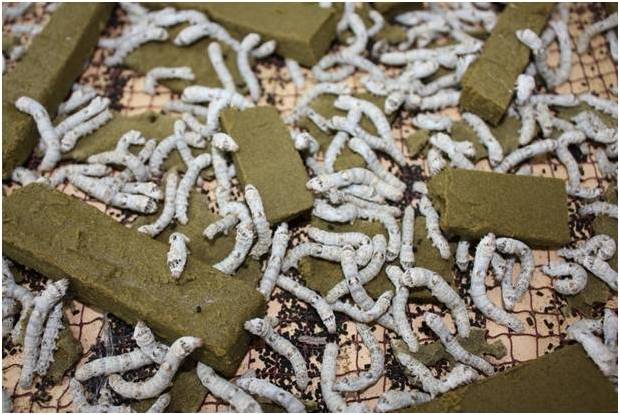 Figure Establish the a rtificial diet rearing system of the silkworm for animal vaccine in GMP factory