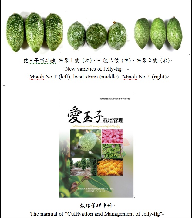 New varieties of Jelly-fig Miaoli No.1 (left),local strain (middle), Miaoli No.2 (right)  and the manual of Cultivation and Management of Jelly-fig