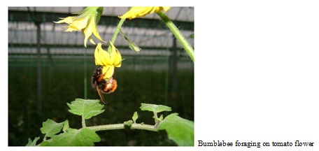 bumblebee foraging on tomato flower