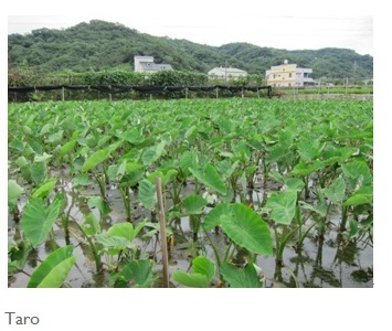 yield of taro