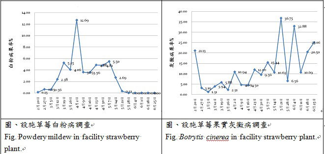 powdery mildew and botrytis cinerea in facility strawberry plant