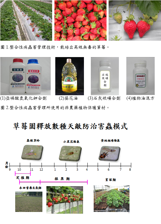 草莓園釋放數種天敵防治害蟲模式