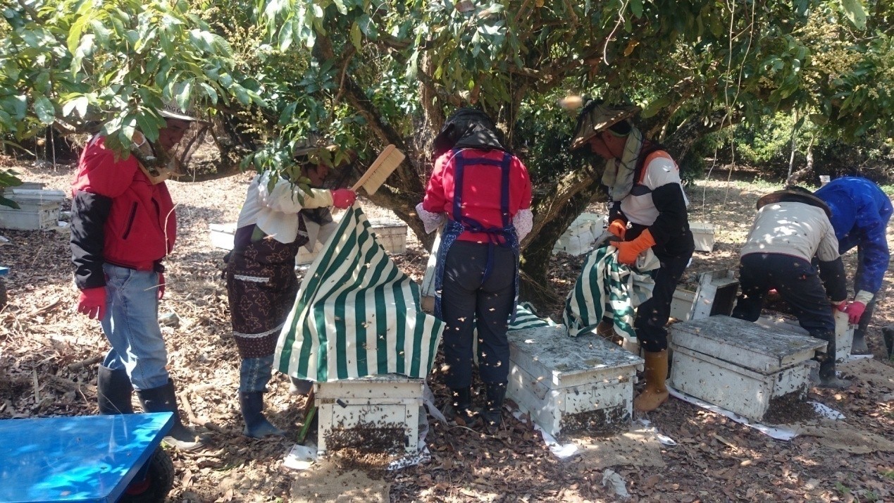 龍眼花季蜂農辛勤搖蜜，期待豐收的時刻