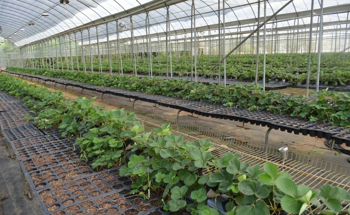 健康種苗為生產安全且優質草莓不可或缺之必要條件