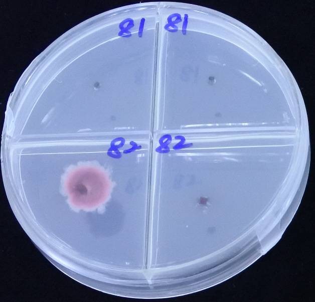 經篩檢有帶菌(紫紅色菌落)之對應編號母株即通知農民淘汰