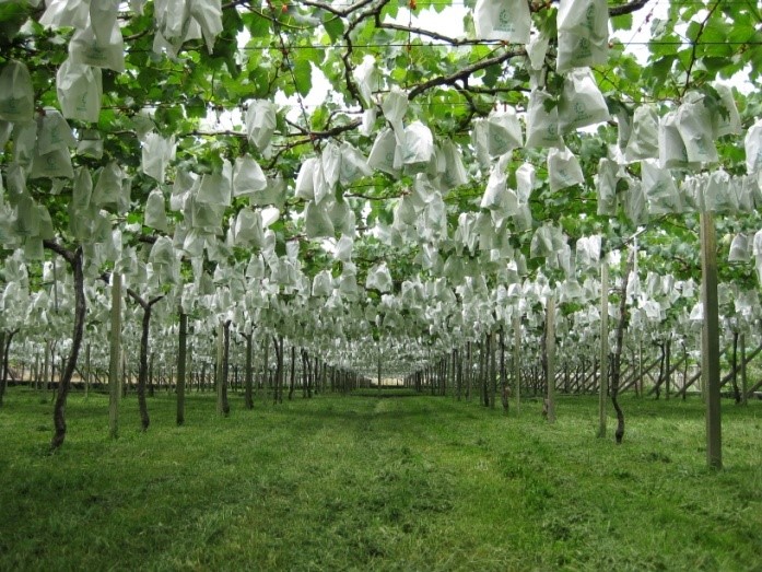 葡萄園實施草生栽培以覆蓋保護土壤