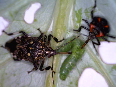 黃斑粗喙椿象捕食鱗翅目幼蟲減少藥劑使用