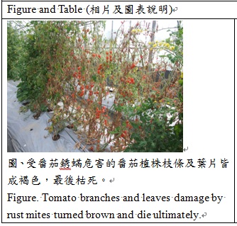 tomato branches and leaves damage by rust mites turned brown and die ultimately
