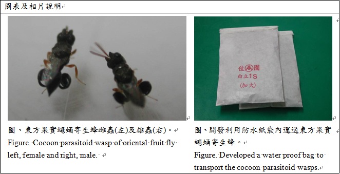 cocoon parasitoid wasp of oriental fruit fly left female and right male and developed a water proof bag to transport the cocoon parasitoid wasp 