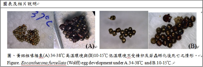 eocanthecona furcellata (Wolff) edd development under A 34~38C and B 10~15C