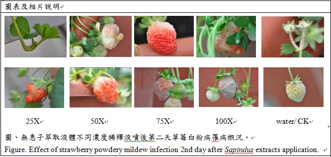 effect of strawberry powdery mildew infection 2nd day after sapindus extracts application