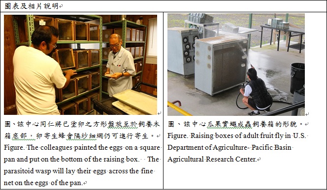 the colleagues painted the eggs on a square pan and pot on the bottom of the raising box. the parasitoid wasp will lay their egges across the fine net on the egges of the pan