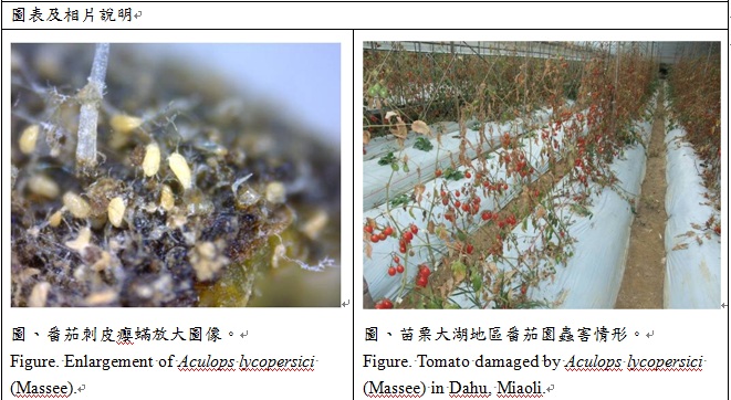 enlargement of aculops lvcopersici (Mass) and tomato damaged by aculops lvcopersici (Mass)  in dahu miaoli