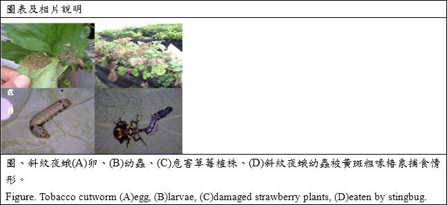 re.jpg tobacco cutworm (A)egg,(B)larvae,(C)damaged strawberry plants, (D)eaten by stingbug