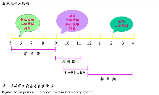main pests annually occurred in strawberry garden