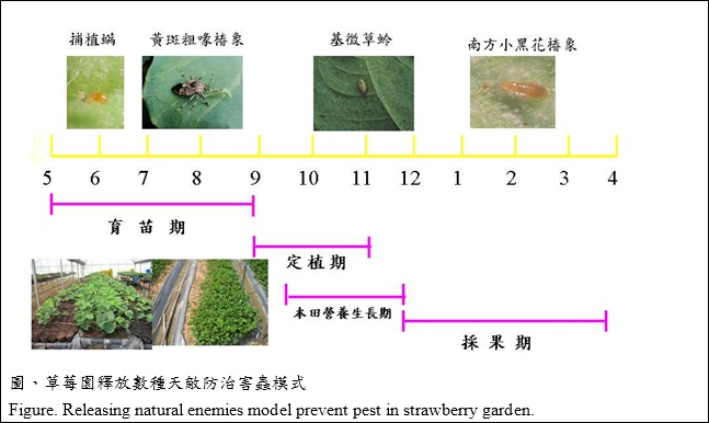re2.jpg releasing natural enemies model prevent pest in strawberry garden
