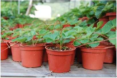 strawberry propagation