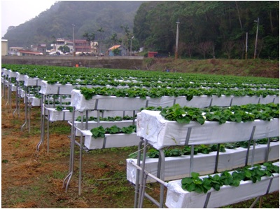 strawberry high-rise bed culture