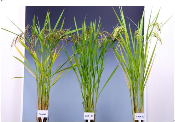 Fig. 1. Plant type of 「Miaoli No. 1」 (middle), Nortai (left), and TK6 (right), respectively.