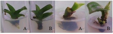 The effects of excising leaves on the multiplication of the 「Magic」