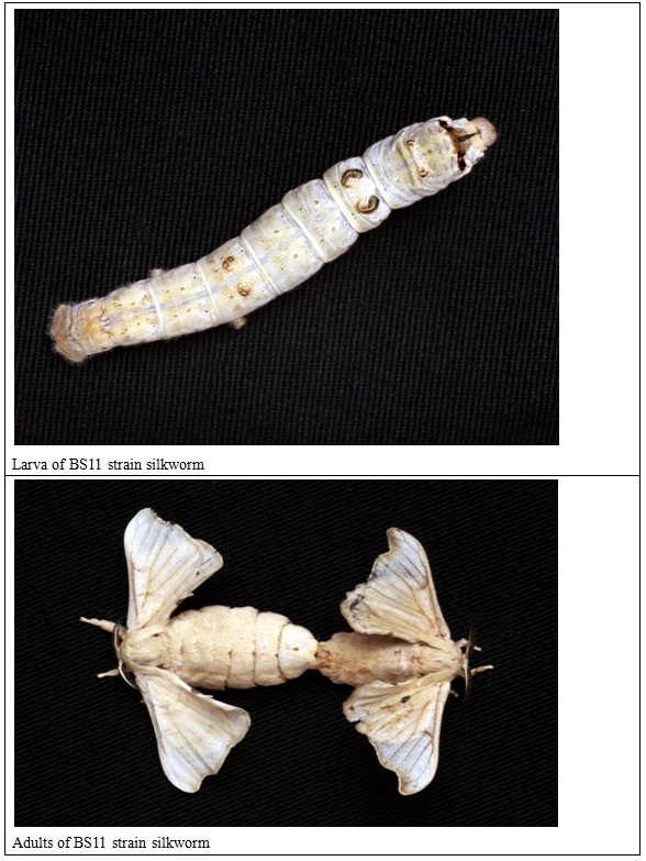 1.jpg larva of BS11 strain silkworm and Adults of BS11 strain silkworm