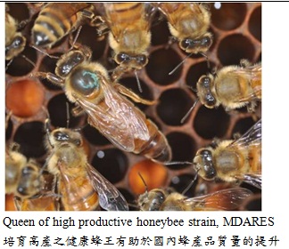 4.jpg queen of hight productive honeybee strain MDARES