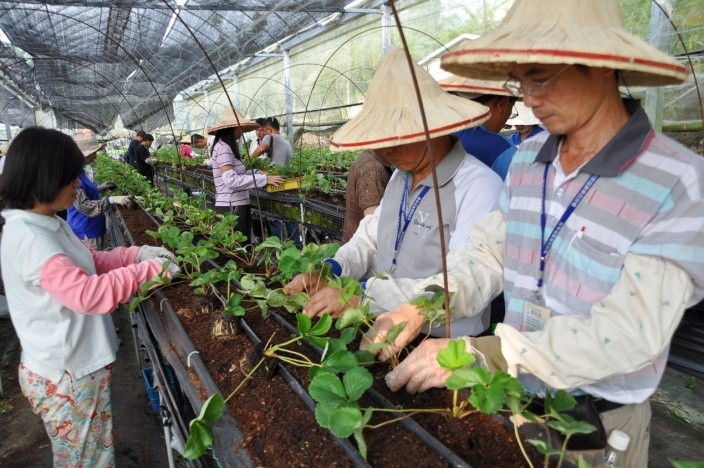 2_1.jpg Figure Strawberry cultivation advanced trainees practice seeding planting