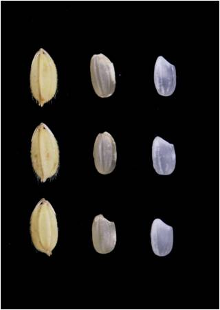 Rice 『 Miaoli No. 2 』 plant breeders' rights