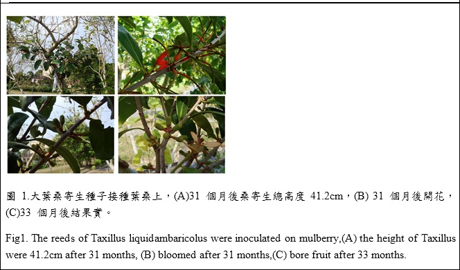 the reeds of Taxillus liquidambaricous were inoculated on mulberry
