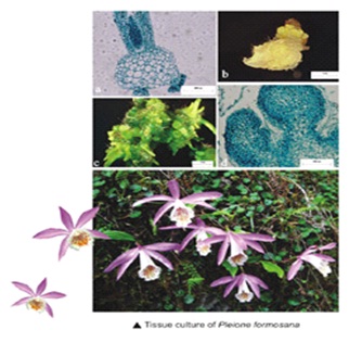 Ornamental flowers
