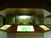 天然及夜間昆蟲展示區
