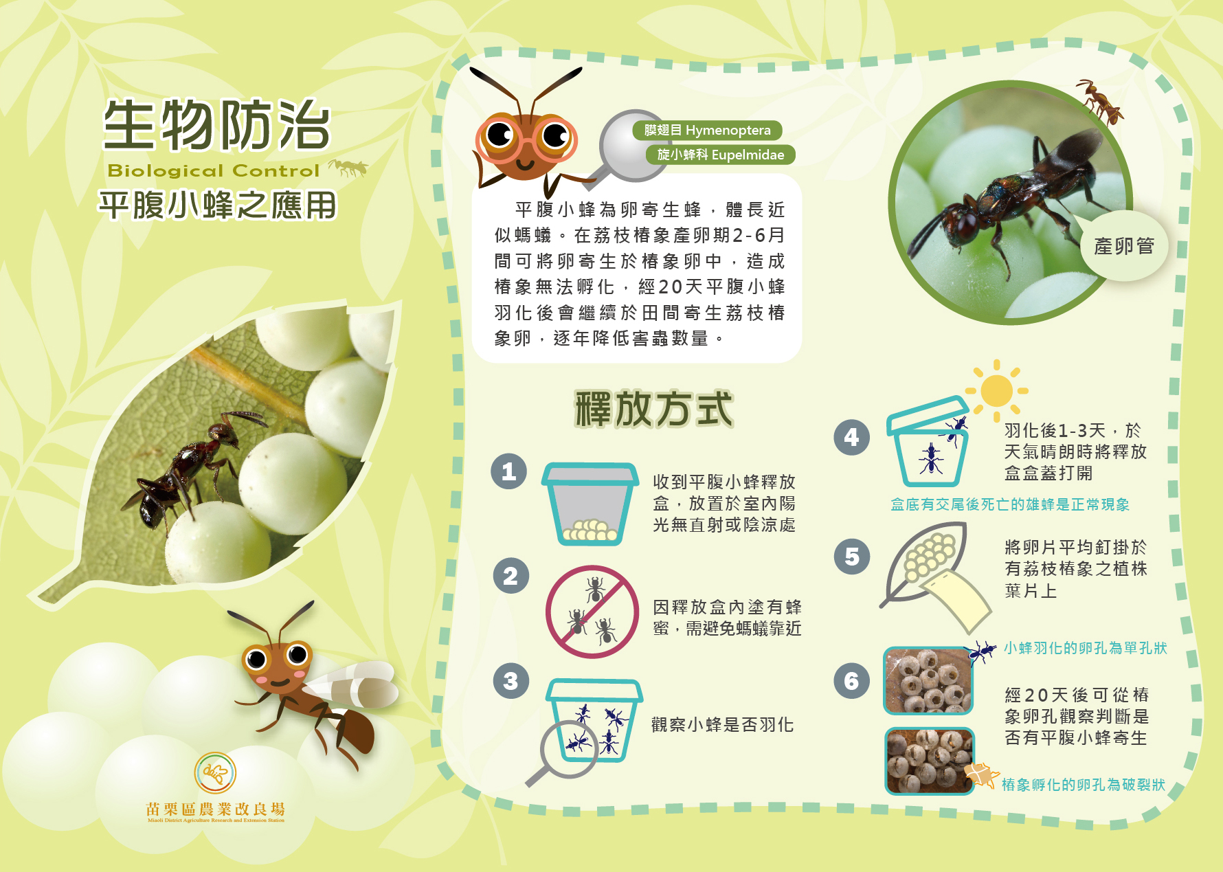 生物防治平腹小蜂之應用