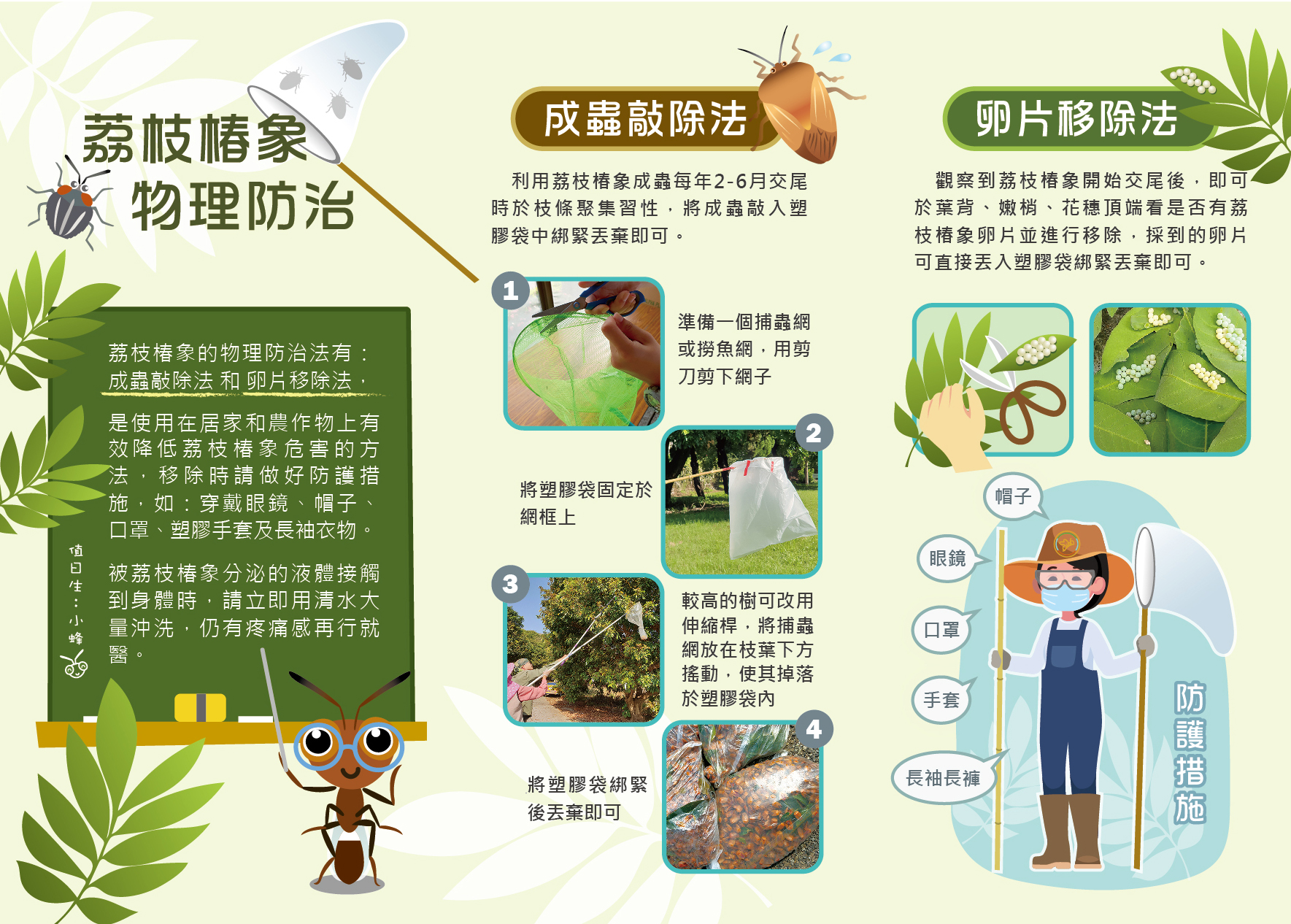 荔枝椿象物理防治