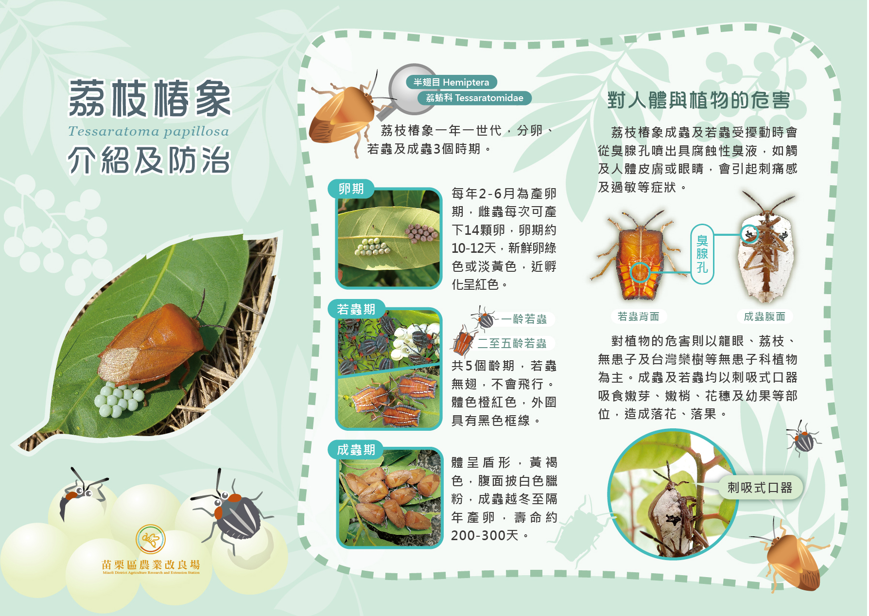 荔枝椿象介紹及防治