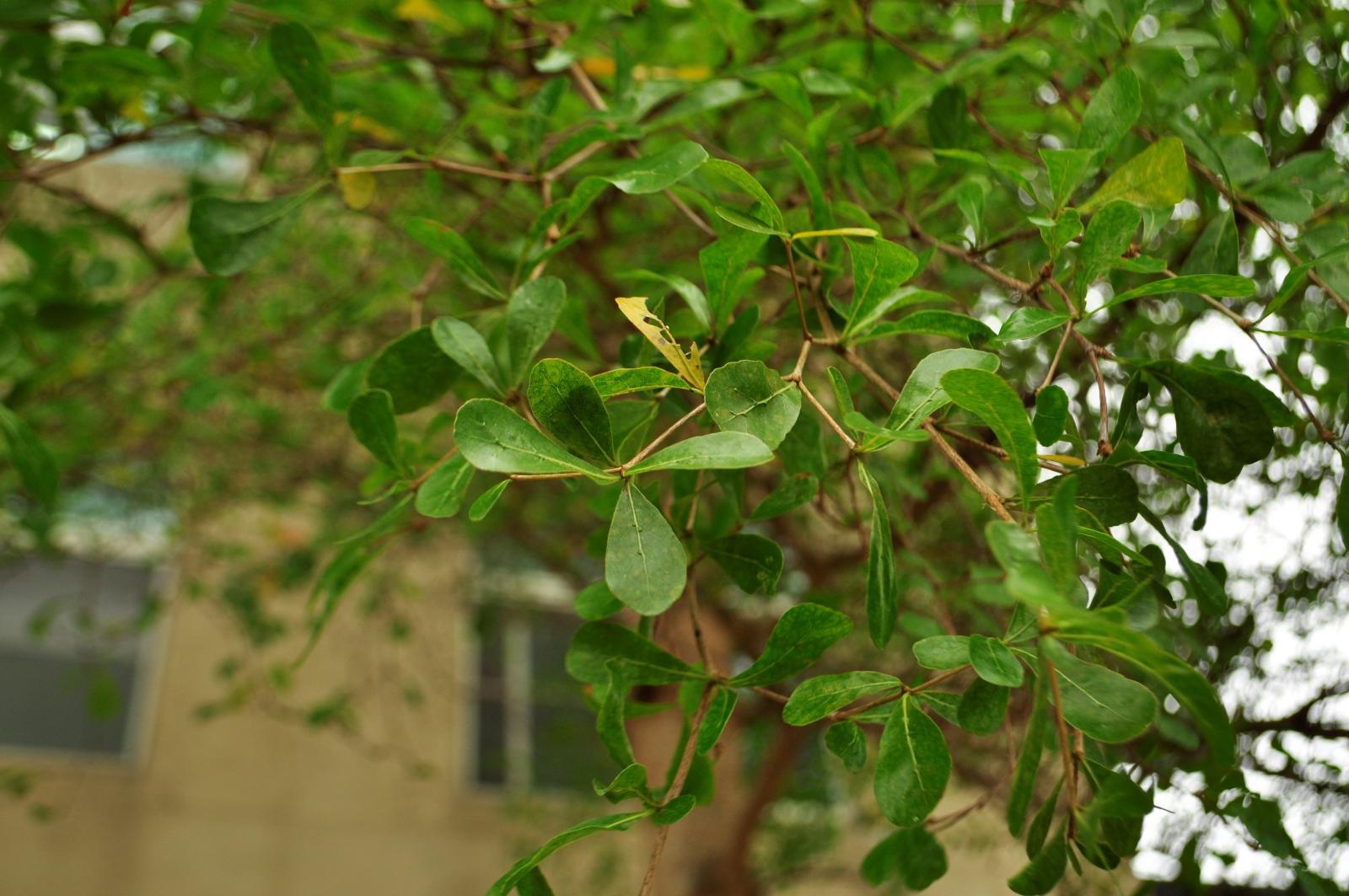 葉叢生小枝先端，倒卵形