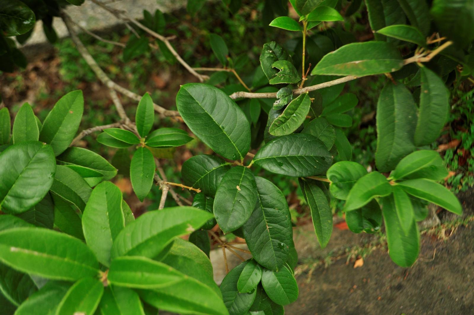 枝條輪生，葉互生