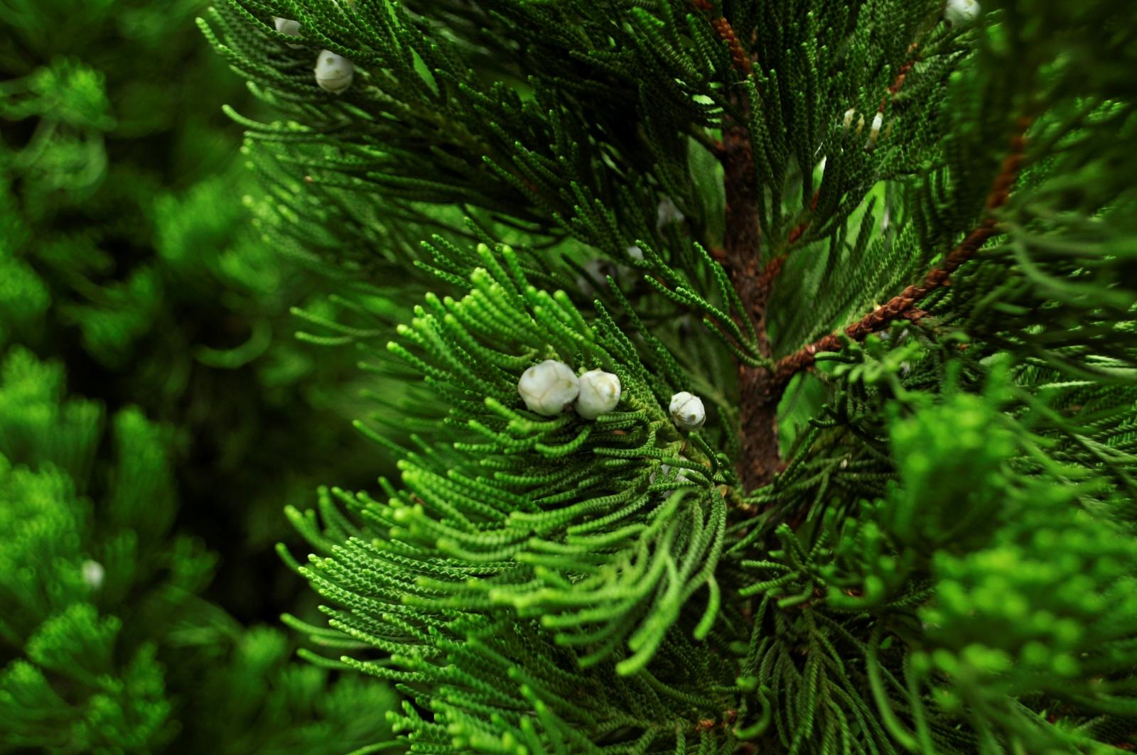 葉長卵形，單鋸齒緣