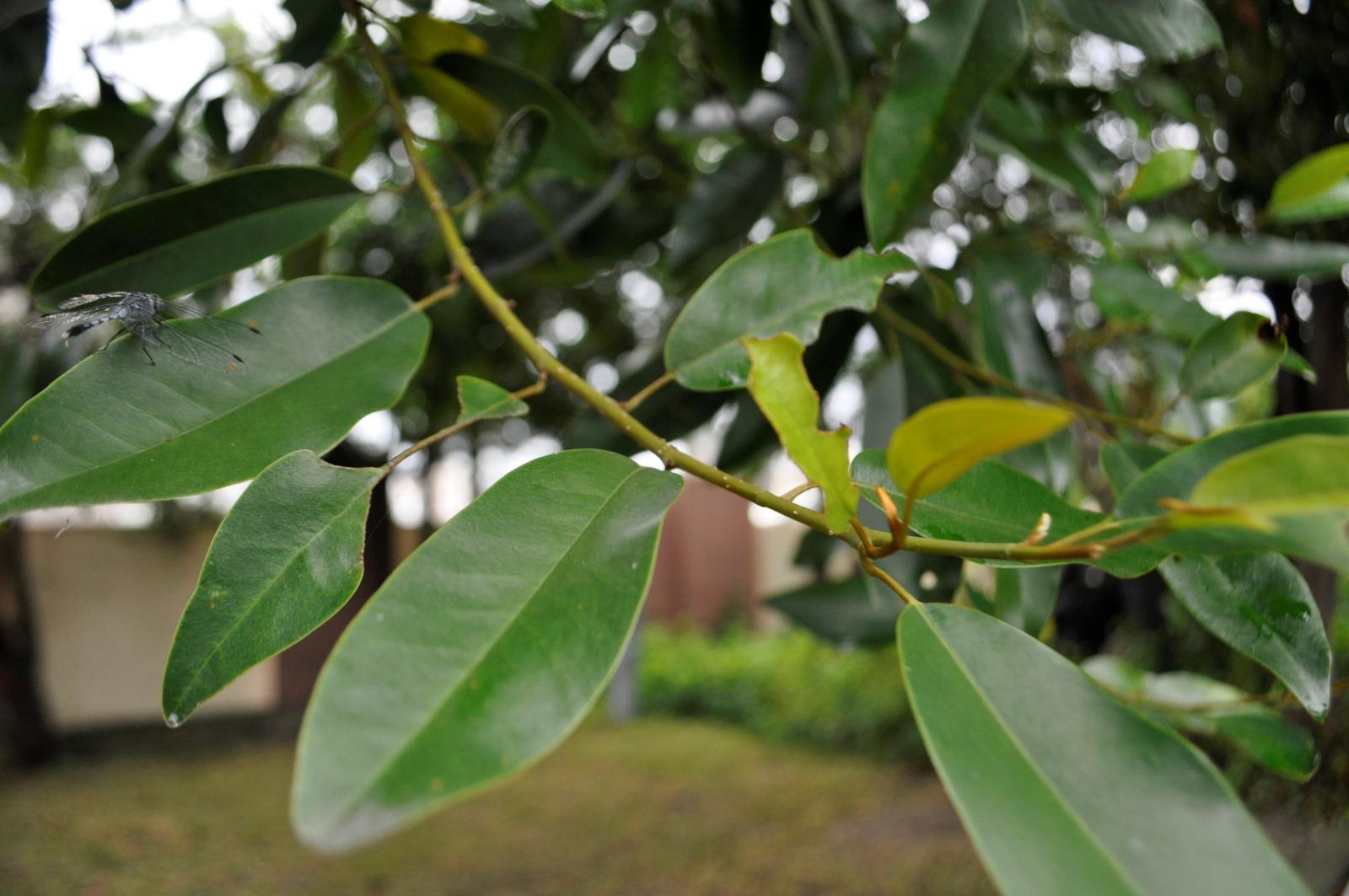 一回奇數羽狀複葉